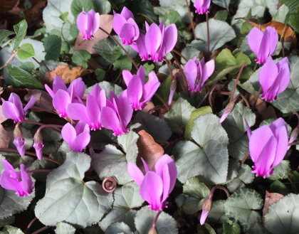 Cyclamen hederifolium 'Silver Leaf'